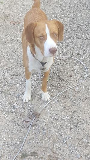 Safe Beagle in Sand Lake, MI
