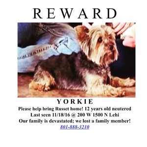 Safe Yorkshire Terrier in Lehi, UT