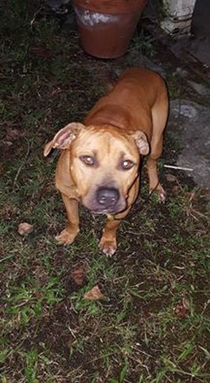 Safe American Staffordshire Terrier in Johns Island, SC