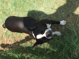 Safe Boston Terrier in Weatherford, TX