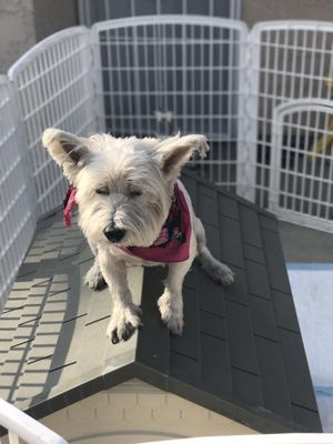 Safe West Highland White Terrier in Diamond Bar, CA