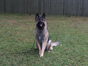 Safe German Shepherd Dog in Atlanta, GA
