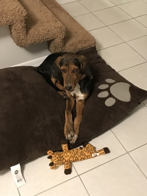 Safe Black and Tan Coonhound in Ocala, FL