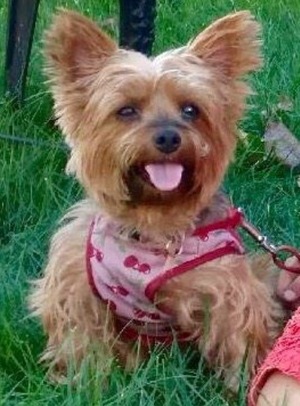 Safe Yorkshire Terrier in Northbrook, IL
