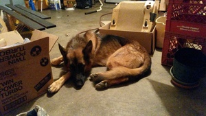 Safe German Shepherd Dog in Ballwin, MO US