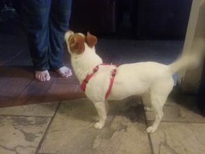 Safe Jack Russell Terrier in Fresno, CA US