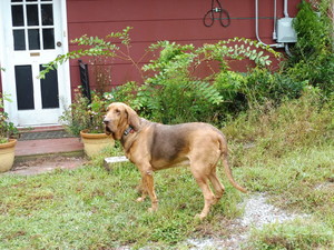 Safe Bloodhound in Mobile, AL