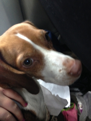 Safe Beagle in Campbell, NY