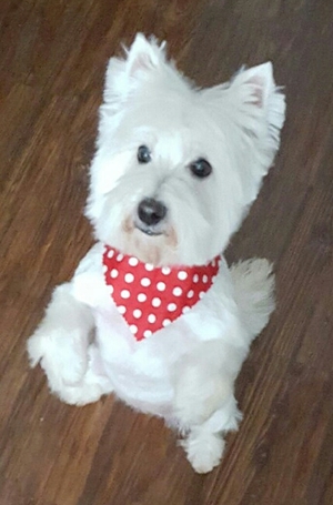 Safe West Highland White Terrier in Beaumont, CA