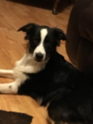 Safe Border Collie in Scurry, TX