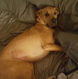 Safe Labrador Retriever in Trenton, GA