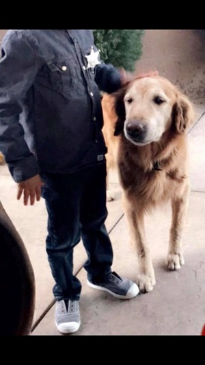 Safe Golden Retriever in North Hollywood, CA