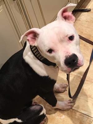 Safe Pit Bull in Forest Hills, NY
