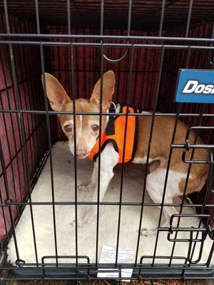 Safe Rat Terrier in Portsmouth, VA