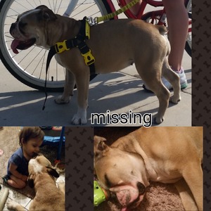 Safe English Bulldog in Riverside, CA