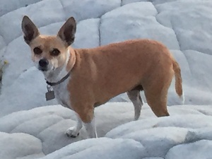 Safe Chihuahua in Iowa Park, TX