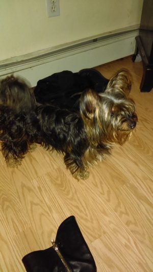 Safe Yorkshire Terrier in Jamaica, NY