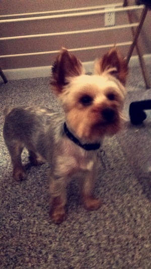 Safe Yorkshire Terrier in Owensboro, KY