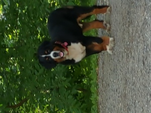 Safe Bernese Mountain Dog in Southern Pines, NC