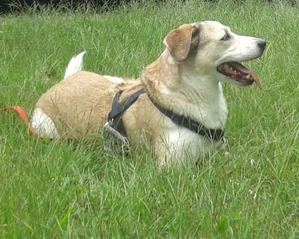 Safe Labrador Retriever in Alpharetta, GA