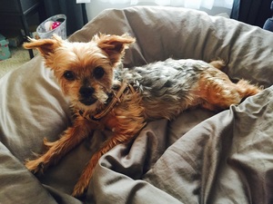 Safe Yorkshire Terrier in Mason, OH