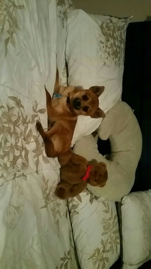 Safe Chihuahua in Worth, IL