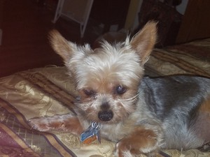 Safe Yorkshire Terrier in Beaumont, TX