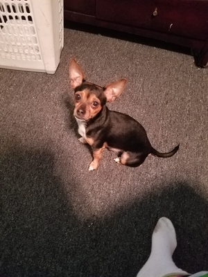 Safe Chihuahua in Jamaica, NY