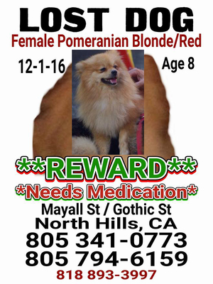 Safe Pomeranian in North Hills, CA