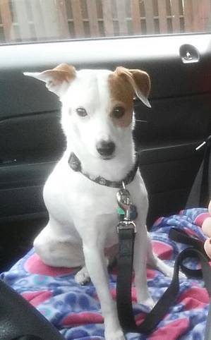 Safe Jack Russell Terrier in Commerce, GA