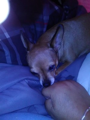 Safe Chihuahua in San Antonio, TX