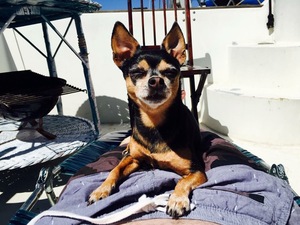 Safe Chihuahua in San Francisco, CA