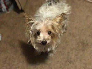 Safe Yorkshire Terrier in Puyallup, WA
