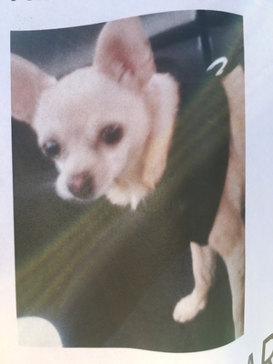 Safe Chihuahua in Escondido, CA