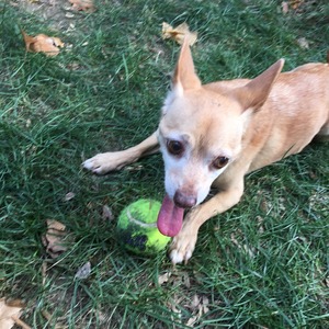 Safe Chihuahua in Orange, CA