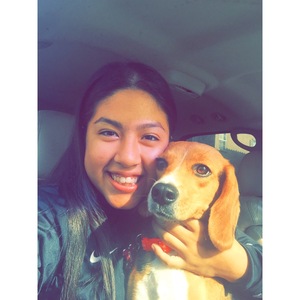 Safe Beagle in Fullerton, CA US