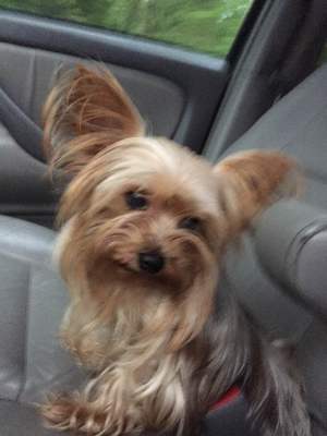 Safe Yorkshire Terrier in New Windsor, NY