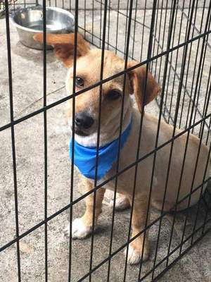 Safe Yorkshire Terrier in Lehigh Acres, FL