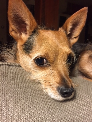 Safe Toy Fox Terrier in Saratoga Springs, NY