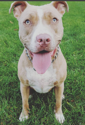 Safe Pit Bull in Streamwood, IL