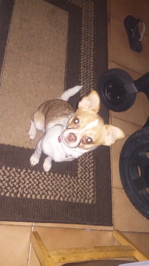 Safe Chihuahua in Clearwater, FL