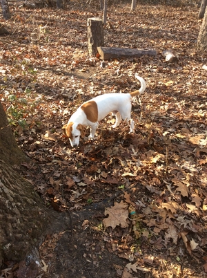 Safe Beagle in Powhatan, VA