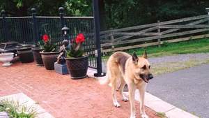 Safe German Shepherd Dog in Fishersville, VA