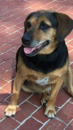 Safe Bloodhound in Fishersville, VA