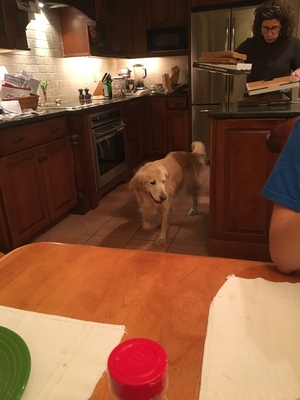 Safe Golden Retriever in Newtown Square, PA