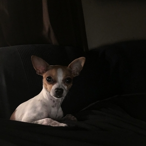 Safe Chihuahua in Port Hueneme, CA