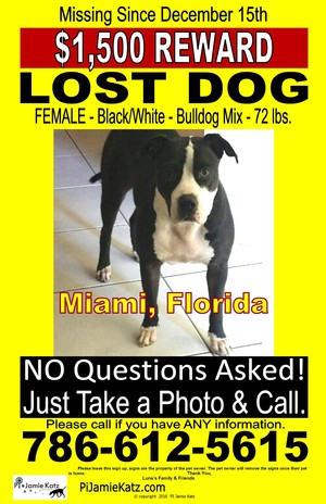 Safe Pit Bull in Homestead, FL