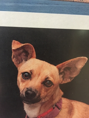 Safe Chihuahua in Del Mar, CA