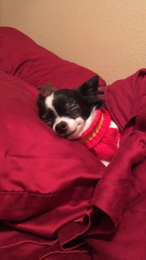 Safe Chihuahua in Rowlett, TX