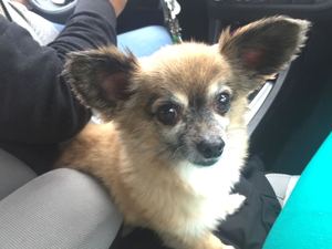 Safe Chihuahua in Roosevelt, NY